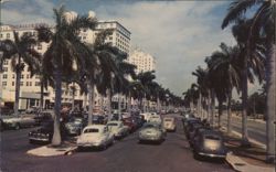 Biscayne Boulevard, Miami, Florida - Avenue of Royal Palms Postcard Postcard Postcard