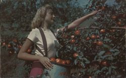 Picking Apples in the Shenandoah Valley of Virginia Swimsuits & Pinup Leo Litwin Postcard Postcard Postcard