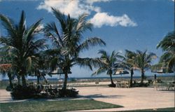 Across the Palm Court to the Gulf and Bay Club Postcard