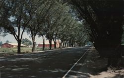 Picturesque Road in California's Napa Valley Mike Roberts Postcard Postcard Postcard