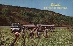 Salinas, the Valley of Green Gold, Lettuce Harvest Postcard