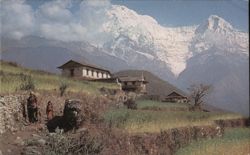 Barley Fields and the Annapurna Range, north of Pokhara Kathmandu, Nepal Postcard Postcard Postcard