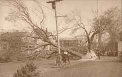 1938 Hurricane Elm Street Stonington, CT Town Hall Connecticut B.L. Gordon Postcard Postcard Postcard