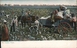 In the Cotton Field Postcard