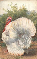 White Turkey Postcard