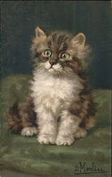 Fluffy Kitten Sitting on Green Cushion Postcard