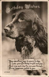 Birthday Wishes - Springer Spaniel Dog Postcard