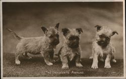 Three Cairn Terrier Puppies Postcard