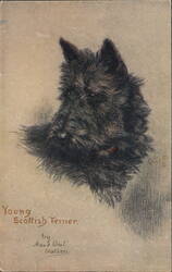 Young Scottish Terrier Dog Postcard