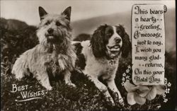 Two Dogs, Birthday Greeting Postcard