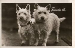 Two White Scottish Terriers Postcard