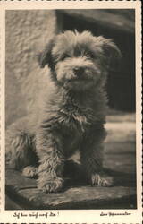 Adorable Fluffy Puppy Sitting Postcard