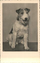 Wire Fox Terrier Dog Postcard