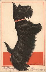 Scottish Terrier Dog with Red Collar, Begging Postcard