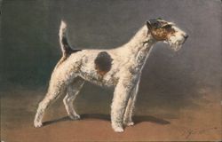 Fox Terrier Dog Postcard