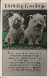 Birthday Greetings - Two Terriers Postcard