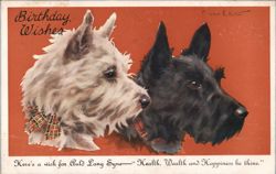 Birthday Wishes - West Highland White Terrier & Scottish Terrier Postcard