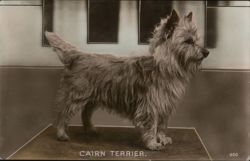 Cairn Terrier Dog Postcard