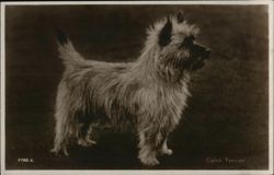 Cairn Terrier Dog Postcard