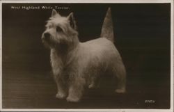 West Highland White Terrier Postcard