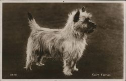 Cairn Terrier Dog Postcard