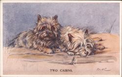 Two Cairn Terriers Postcard