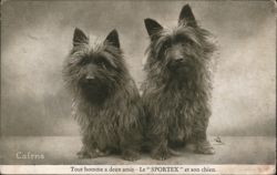 Two Cairn Terriers Postcard