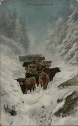 Highland Cattle Through the Forest Postcard