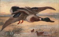 Wild Duck in Flight Over Ducklings Postcard