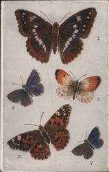 British Butterflies Postcard