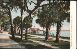 Daytona Yacht Club through the Palms, Florida Postcard