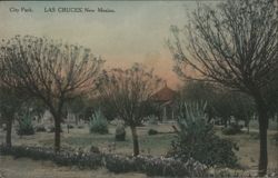 City Park, Las Cruces, New Mexico Postcard