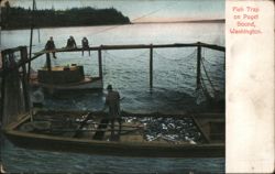 Fish Trap on Puget Sound, Washington Postcard