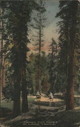 Among the Pines at Lake Tahoe Postcard