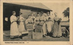 Packing Tokay Grapes, Lodi, CA Postcard