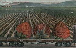 Specimen of California Strawberries Postcard