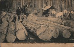 Lumber Scene Near Merced, CA Postcard