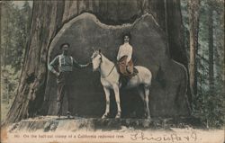 On the Half-Cut Stump of a California Redwood Tree Postcard