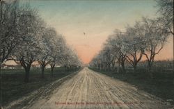 Railroad Ave (Spring Scene) Almonds in Bloom, Arroyo Grande, CA Postcard