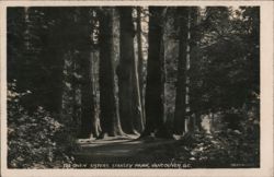 The Seven Sisters, Stanley Park, Vancouver Postcard