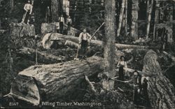 Felling Timber, Washington Postcard