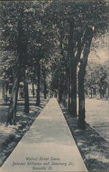 Walnut Street Scene, Between Williams and Seminary St., Danville, IL Postcard