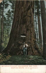 Calaveras Big Tree, Empire State, 94 Feet Circumference Postcard