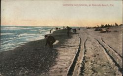 Gathering Moonstones at Redondo Beach, California Postcard