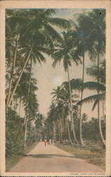 Trinidad Palm Trees Postcard