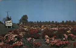 Dixie Nurseries Chrysanthemum Garden, Near Saginaw, MI Postcard