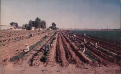 Carrot Harvest in Rich Imperial Valley near El Centro, California Postcard