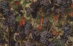 Grapes from the Kittitas Valley, Washington Postcard