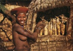 Young Zulu Woman Storing Corn Postcard