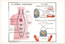 Le Système Sympathique, Les Nerfs Postcard